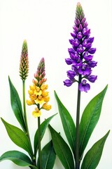 Naklejka premium Tall garden flowers with green leaves and purple top, , botanical