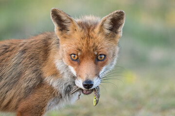 A close-up portrait of a beautiful red fox with prey in its mouth (sand lizards), photographed in the dunes of the Netherlands in a natural habitat.