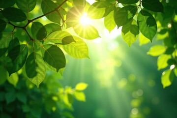 Sunlight filters through the leafy canopy above, foliage, leaves