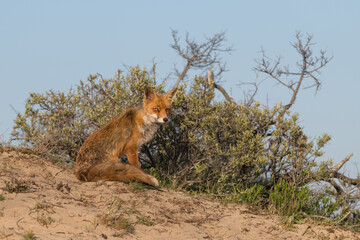 Mother red fox with her young child. With the blue sky in the background, photographed in the dunes of the Netherlands in a natural habitat.