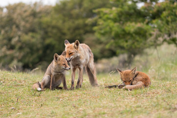 Mother red fox playing with her young children. They are having a great time. With the trees of the forest in the background, photographed in the dunes of the Netherlands in a natural habitat.