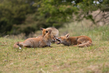 Mother red fox playing with her young children. They are having a great time. With the trees of the forest in the background, photographed in the dunes of the Netherlands in a natural habitat.