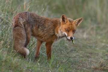 A close-up portrait of a beautiful red fox with prey in its mouth (sand lizards), photographed in the dunes of the Netherlands in a natural habitat.