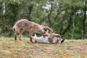 Mother red fox playing with her young children. They are having a great time. With the trees of the forest in the background, photographed in the dunes of the Netherlands in a natural habitat.