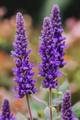 Obraz premium Purple Lavender Flowers
