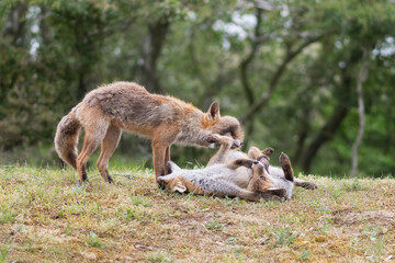 Mother red fox playing with her young children. They are having a great time. With the trees of the forest in the background, photographed in the dunes of the Netherlands in a natural habitat.
