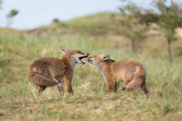 During a greeting of two young red foxes in love gave each other a big hug, photographed in the dunes of the Netherlands in a natural habitat.