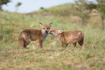 During a greeting of two young red foxes in love gave each other a big hug, photographed in the dunes of the Netherlands in a natural habitat.