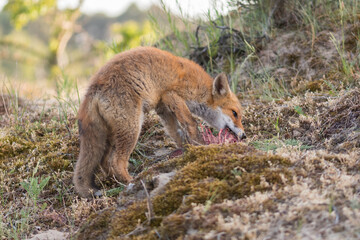 A red fox (vulpes vulpes) cub eating prey (young fallow deer) brought by its mother, photographed in the dunes of the Netherlands.