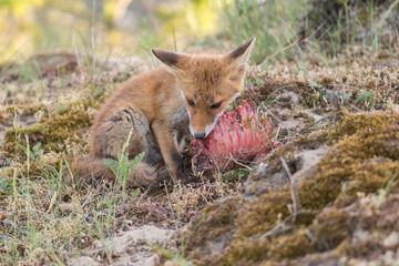 A red fox (vulpes vulpes) cub eating prey (young fallow deer) brought by its mother, photographed in the dunes of the Netherlands.