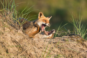 Two adult foxes wrestle with each other on top of a sand hill, photographed in the dunes of the Netherlands in a natural habitat.
