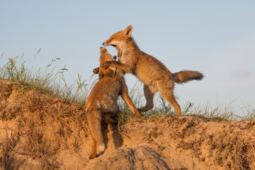 Two young foxes play with each other on top of a sand hill with a blue sky in the background, photographed in the dunes of the Netherlands in a natural habitat.