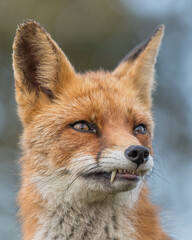 A close-up portrait of a beautiful red fox, photographed in the dunes of the Netherlands in a natural habitat.