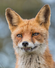 A close-up portrait of a beautiful red fox, photographed in the dunes of the Netherlands in a natural habitat.