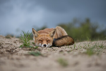A lazy relaxing red fox. Laying in the dunes, photographed in the dunes of the Netherlands in a natural habitat.
