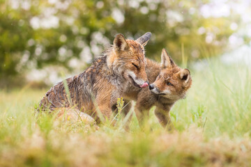 Mother fox sits with her young child in the rain. They are completely soaked by the rain her fur is completely wet, photographed in the dunes of the Netherlands in a natural habitat.