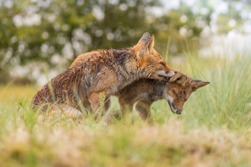 Mother fox sits with her young child in the rain. They are completely soaked by the rain her fur is completely wet, photographed in the dunes of the Netherlands in a natural habitat.