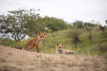 Two adult red foxes. Sitting in the dunes, photographed in the dunes of the Netherlands in a natural habitat.