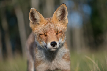A close-up portrait of a beautiful red fox, photographed in the dunes of the Netherlands in a natural habitat.