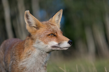 A close-up portrait of a beautiful red fox, photographed in the dunes of the Netherlands in a natural habitat.