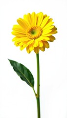 Obraz premium Bright gerbera flower on white background, isolated, yellow flowers, fresh flowers, white