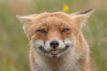 A close-up portrait of a beautiful red fox, photographed in the dunes of the Netherlands in a natural habitat.