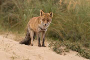 A relaxing red fox. Standing in the dunes, photographed in the dunes of the Netherlands in a natural habitat.