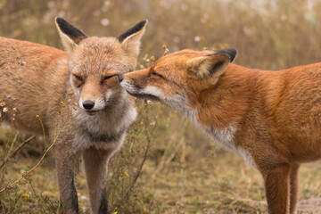 During a greeting of two red foxes in love gave each other a big hug. Photographed in the dunes of the Netherlands.