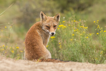 A beautiful red fox standing between the yellow flowers, photographed in the dunes of the Netherlands.