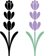 Lavender flower. Isolated lavender on white background