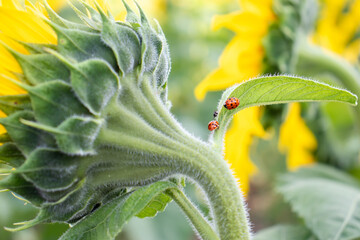 Ladybugs and an ant in a sunflower field.