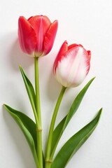 Naklejka premium Delicate tulip blooms on crisp white background, red, white, flowers