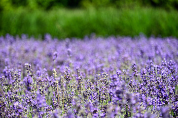 Bee on lavender flower meadow landscape springtime