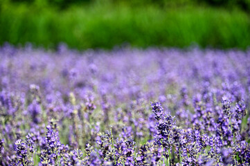 Naklejka premium Purple lavender flowers meadow springtime nature background