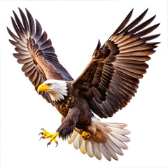 Obraz premium American bald eagle flying on white background 