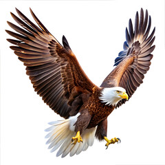 Fototapeta premium American bald eagle flying on white background