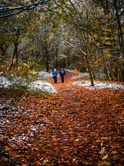 Fototapeta premium Winter in the Forest with some Snow