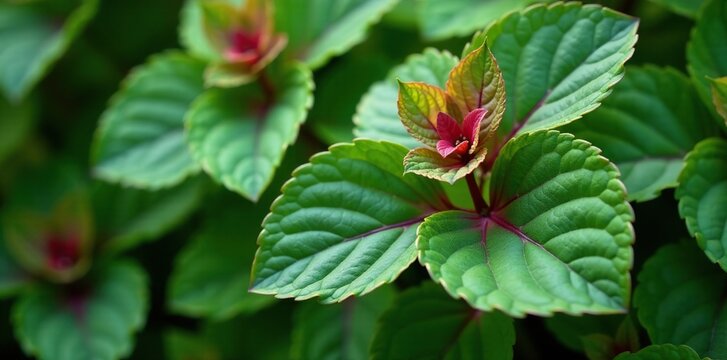 Deep green leaf with reddish tint on Heuchera alumroot plant, green, garden