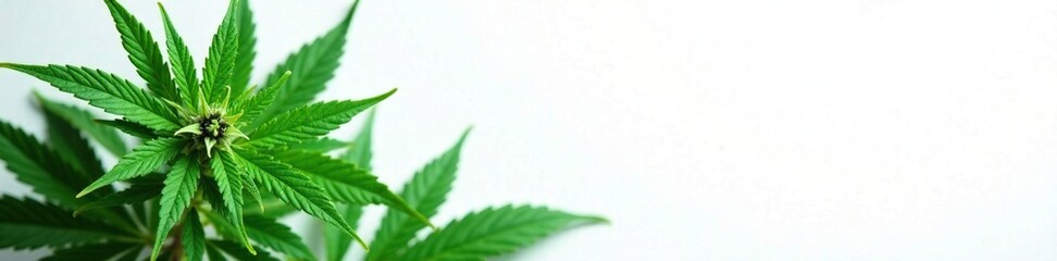 Leafy green cannabis plant on white background, foliage, green, greenery