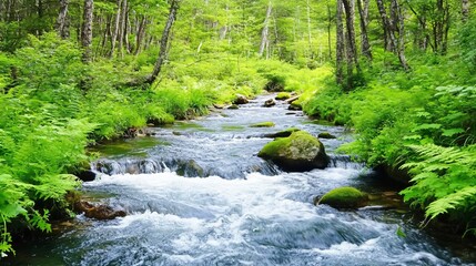 Obraz premium Serene Forest Stream Nature Landscape Photo