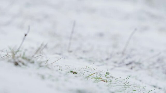 Eurasian jays eating meat in a snowy forest.