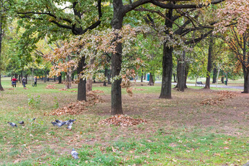 Green landscape near the lake in Cismigiu Garden (Gradina Cismigiu)
