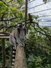 lemur on tree