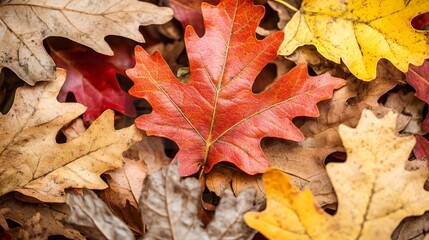 Vibrant Autumn Oak Leaves Closeup Background