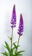 Fototapeta premium Delicate tufted vetch flowers against white Vicia Cracca background, purple bloom, tufted vetch, botanical