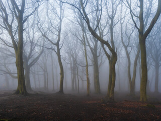 Misty Autumn Forest with Leaves on the Ground