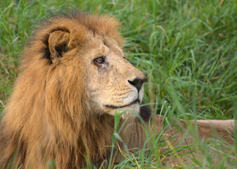 side profile of male lion sitting alert in the grass in the wild solio game reserve, kenya