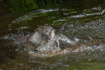 Fischotter im Wasser 