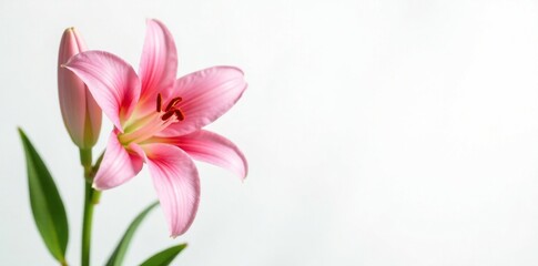 Fototapeta premium White background with fresh cut pink Oriental Stargazer lily stems, fresh cut, plant