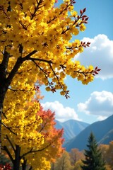 Clouds drift lazily above yellow Hamamelis mollis flowers, foliage, trees, autumn